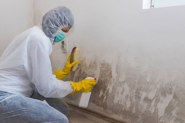 Best Attic Mold Removal  in Crosby, TX