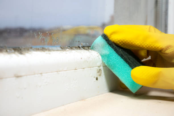 Best Affordable Mold Removal  in Crosby, TX